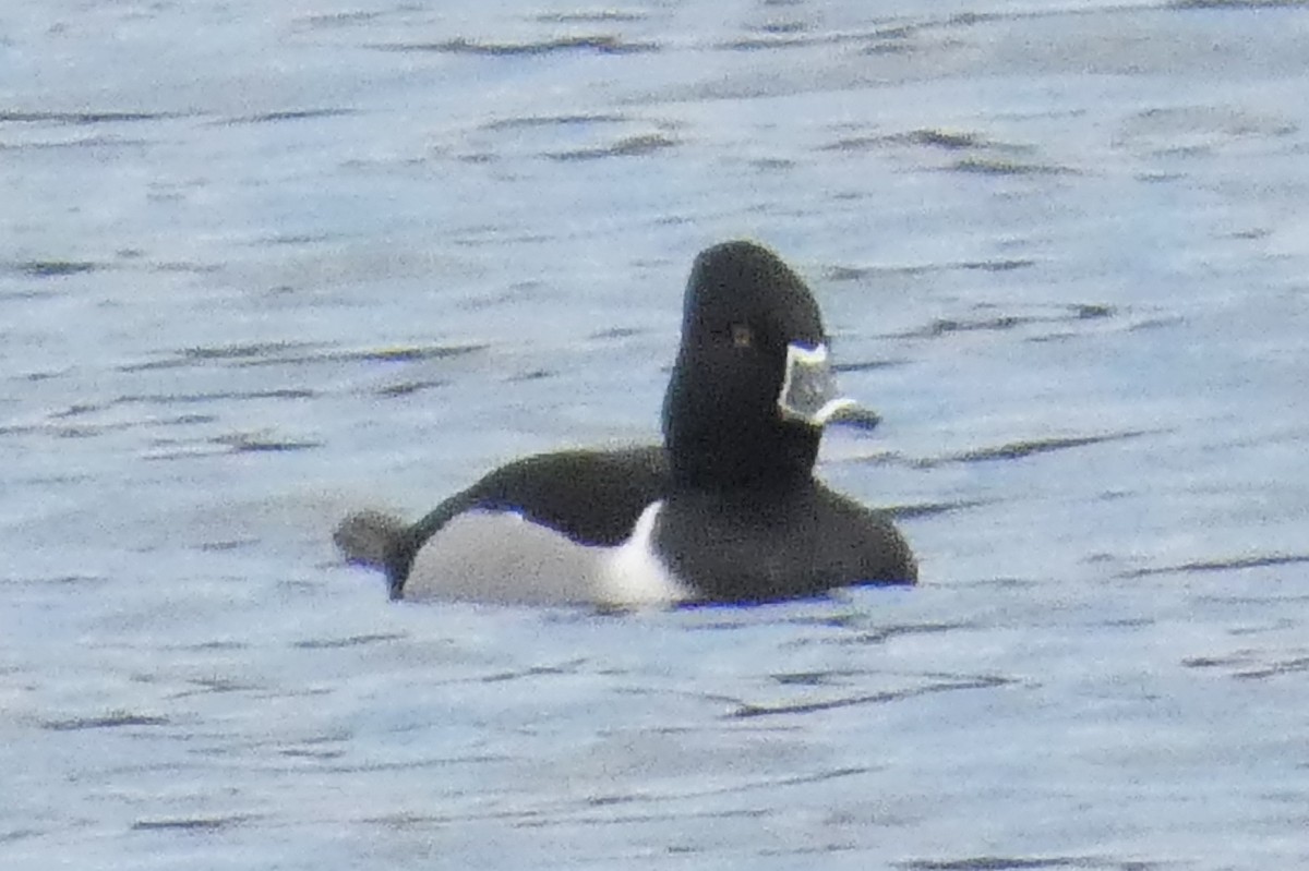 Murgilari lepokoduna - ML647582550