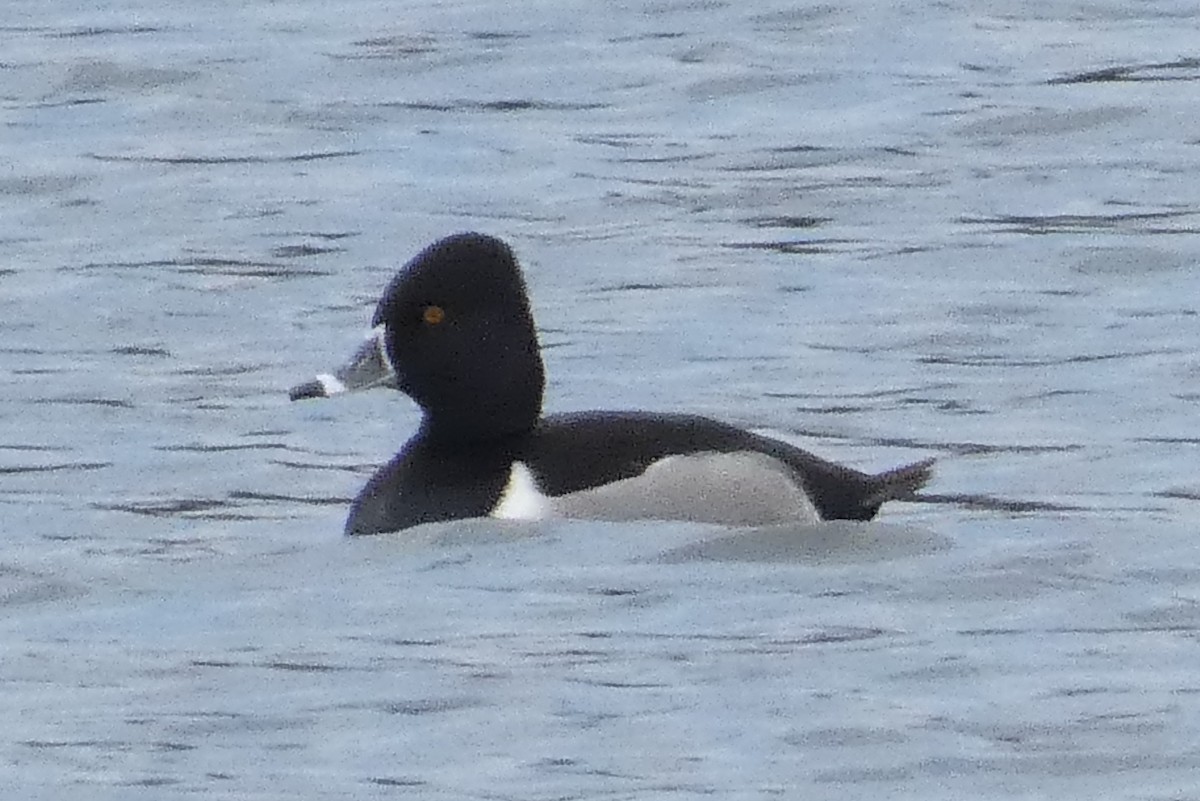 Murgilari lepokoduna - ML647582551