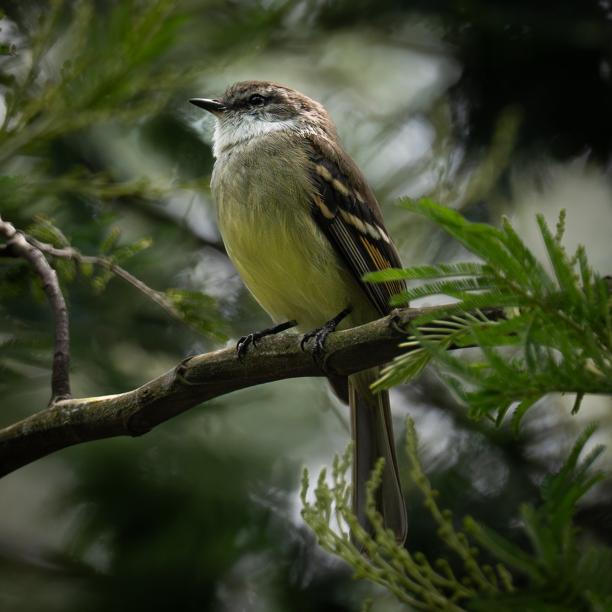 White-throated Tyrannulet - ML647582552