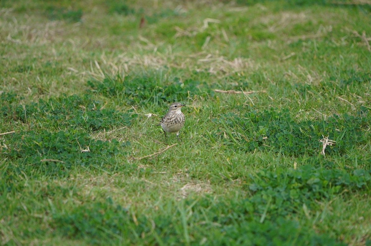 Txirta amerikarra - ML647582554