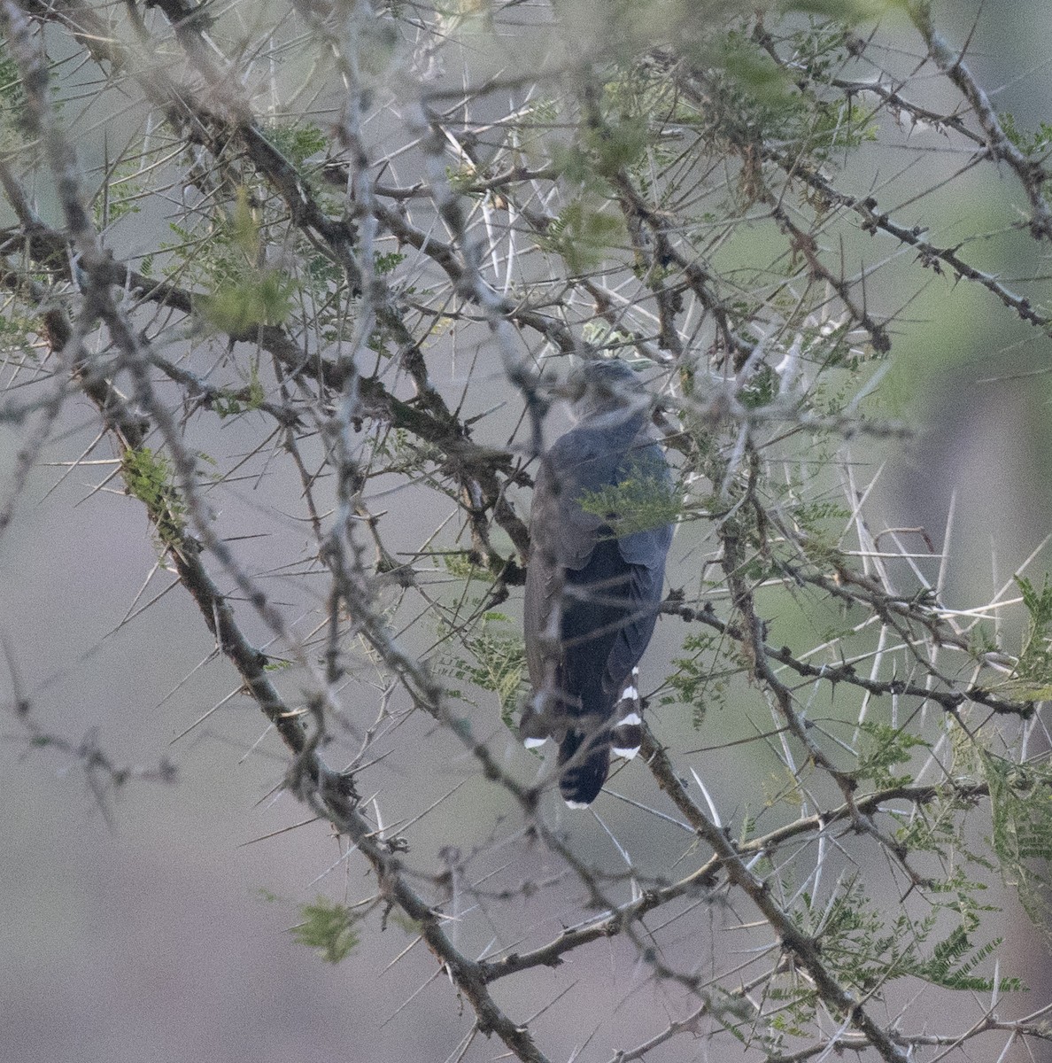 Kuku afrikarra - ML647582555