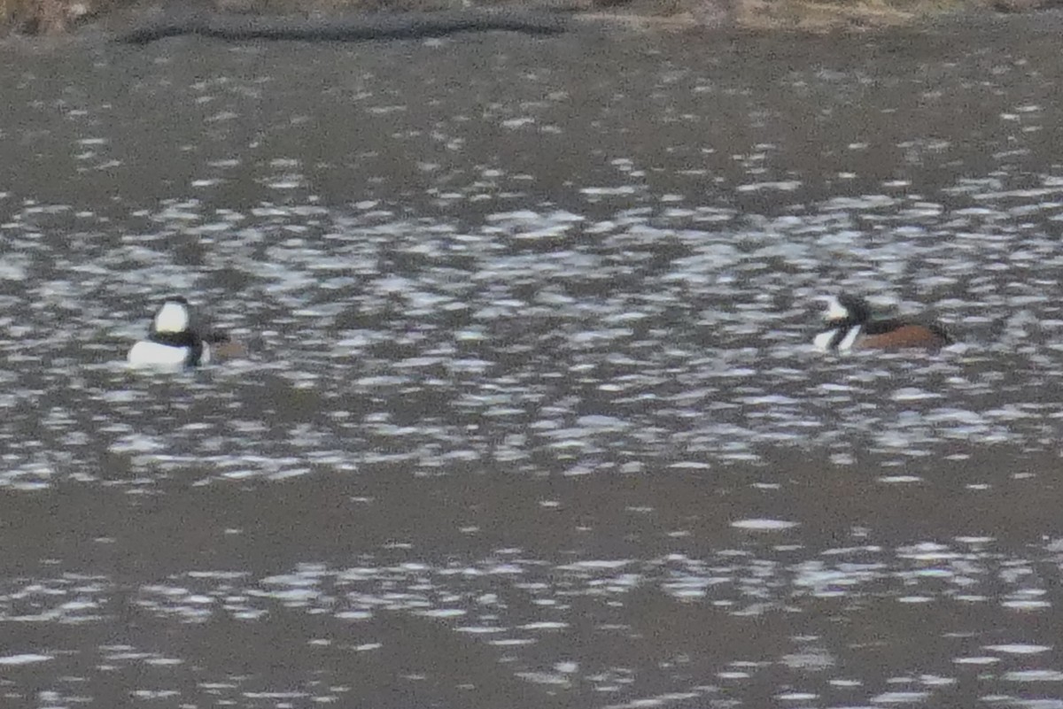 Zerra buruhandia - ML647582556