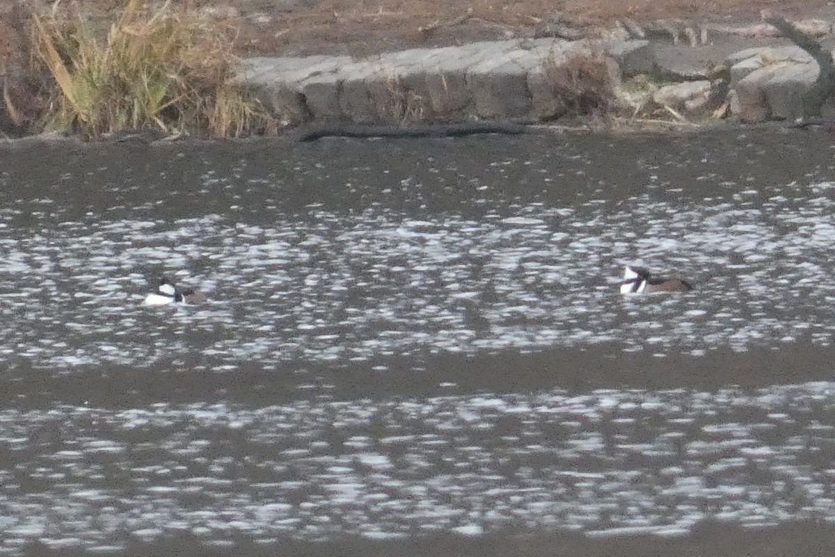 Zerra buruhandia - ML647582557