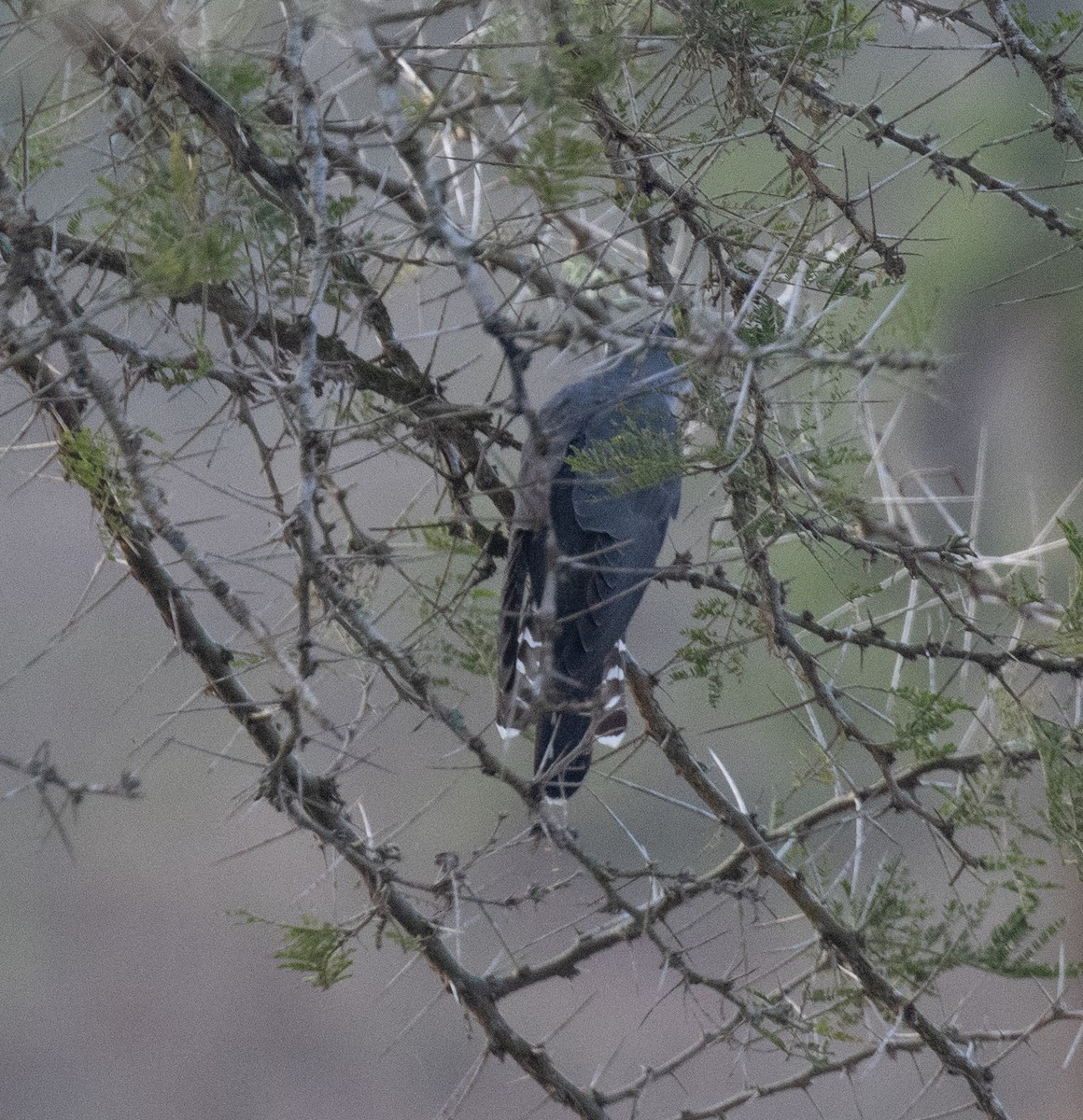 Kuku afrikarra - ML647582558