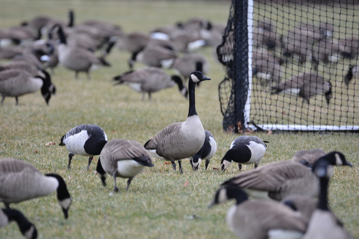 Barnacle Goose - ML647582559
