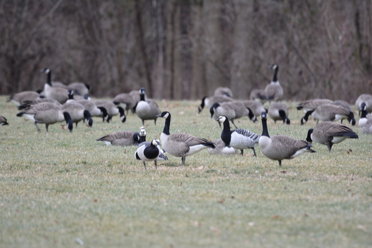 Barnacle Goose - ML647582564
