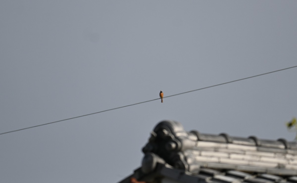 黃尾鴝 - ML647582578