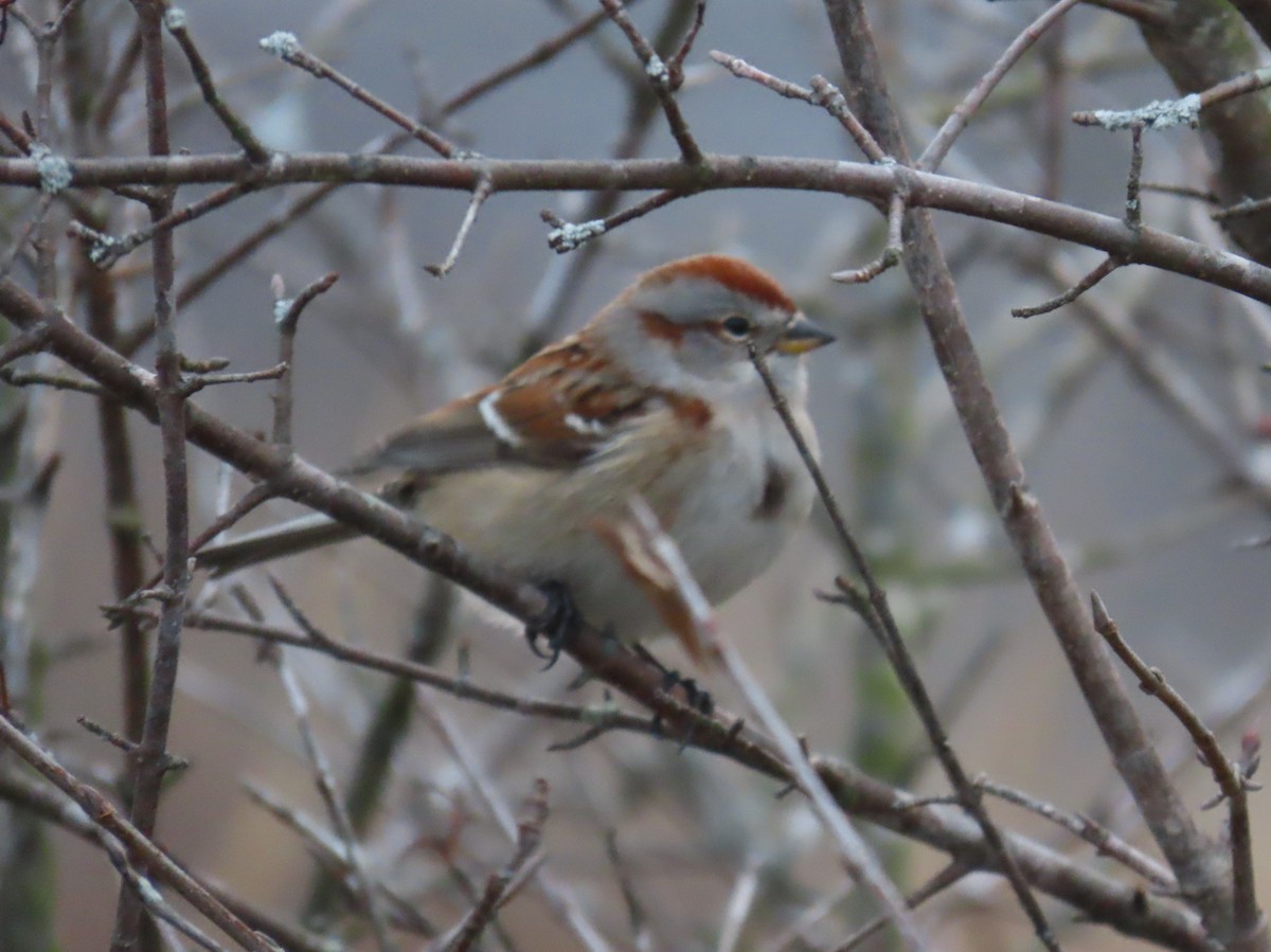 American Tree Sparrow - ML647582581