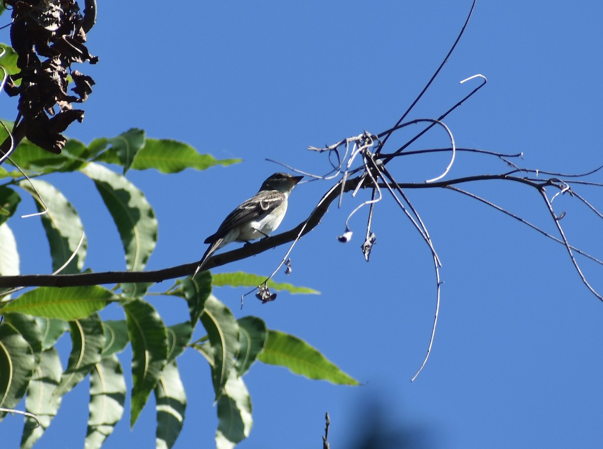 Eastern Wood-Pewee - ML647582589