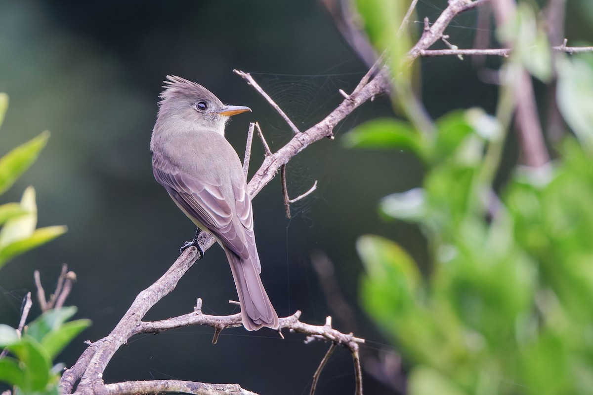Greater Pewee - ML647582608