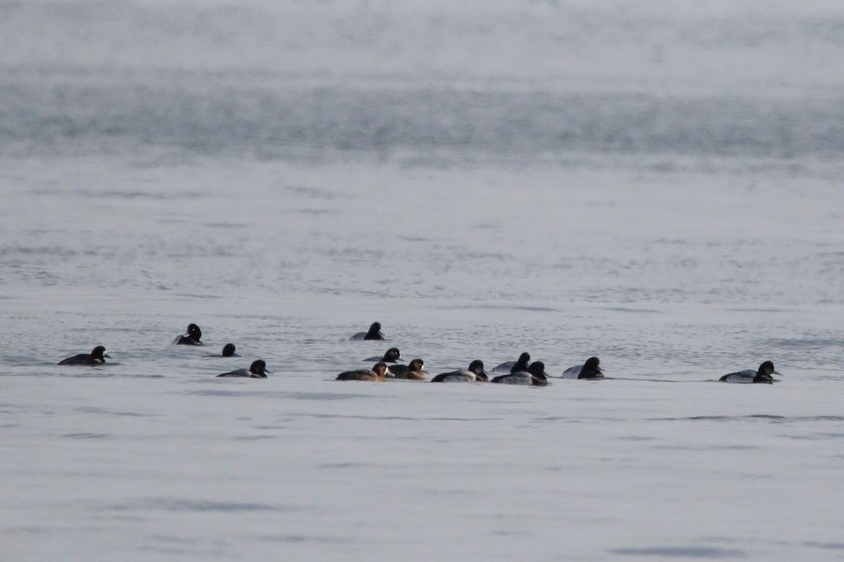 Морская чернеть - ML647582613