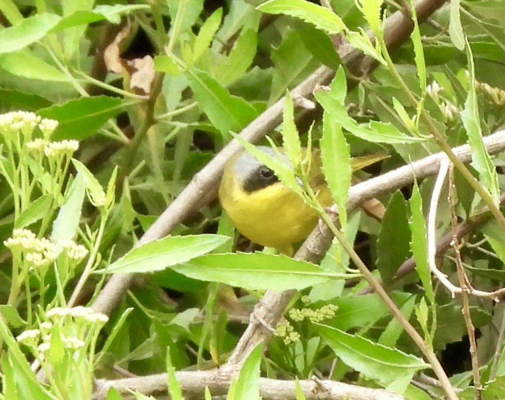 Southern Yellowthroat - ML647582625