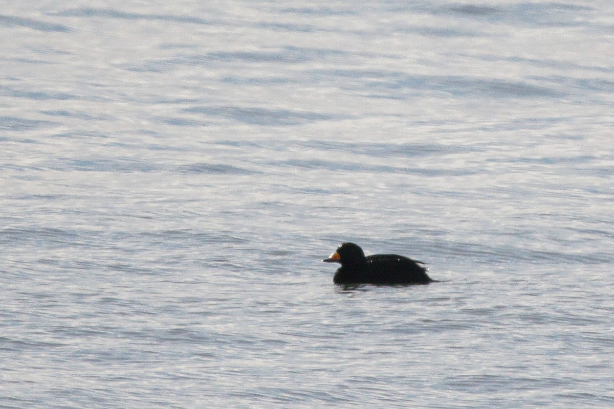 Black Scoter - ML647582627