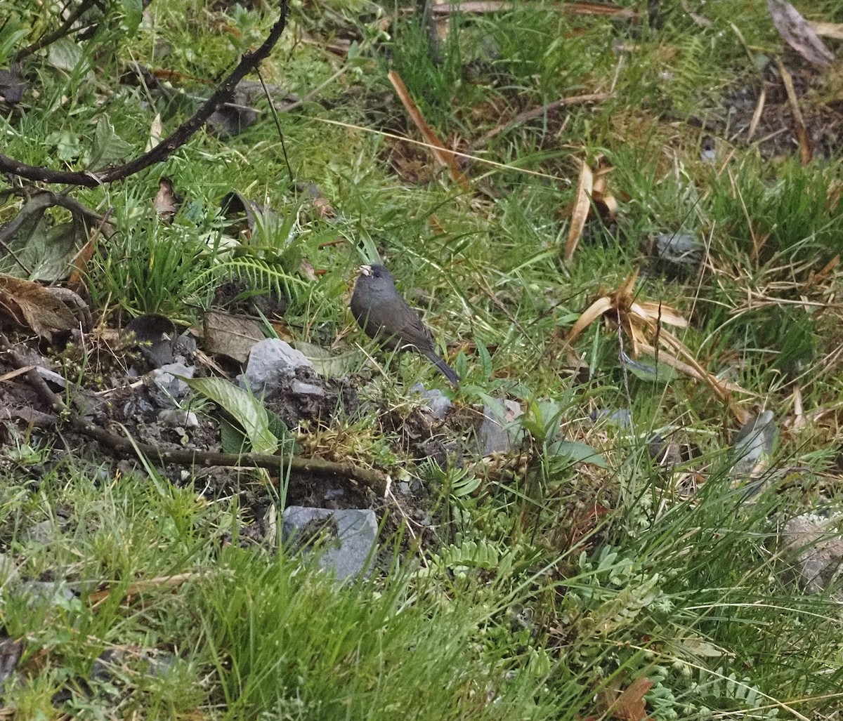 Schlankschnabel-Samenfresser - ML647582628