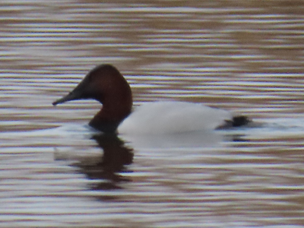 Murgilari bizkarzuria - ML647582629