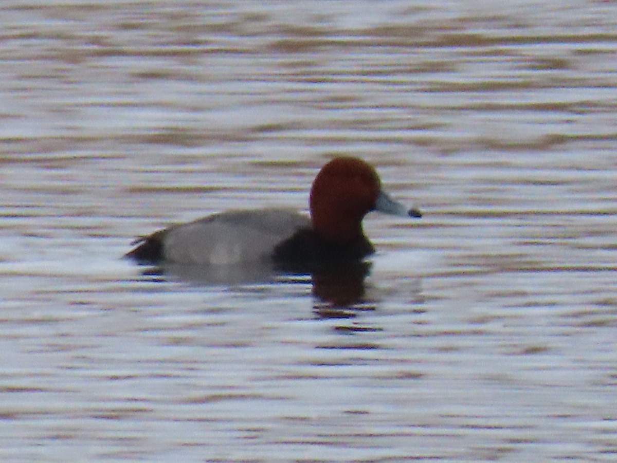 Porrón Americano - ML647582636