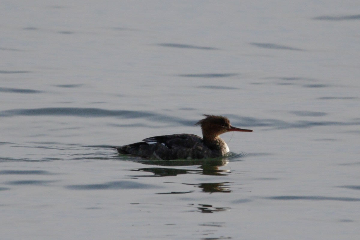 Red-breasted Merganser - ML647582641
