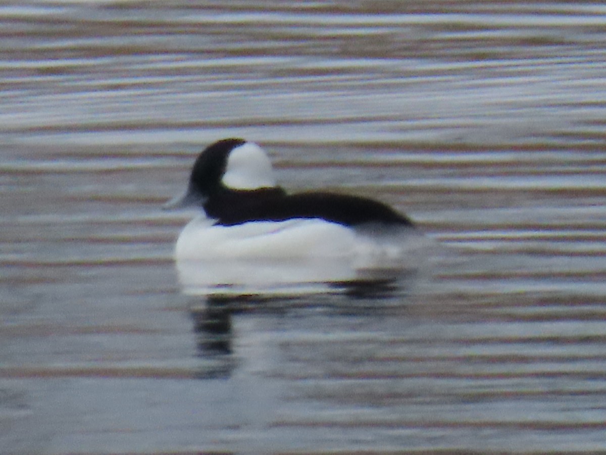 Murgilari buruzuria - ML647582643