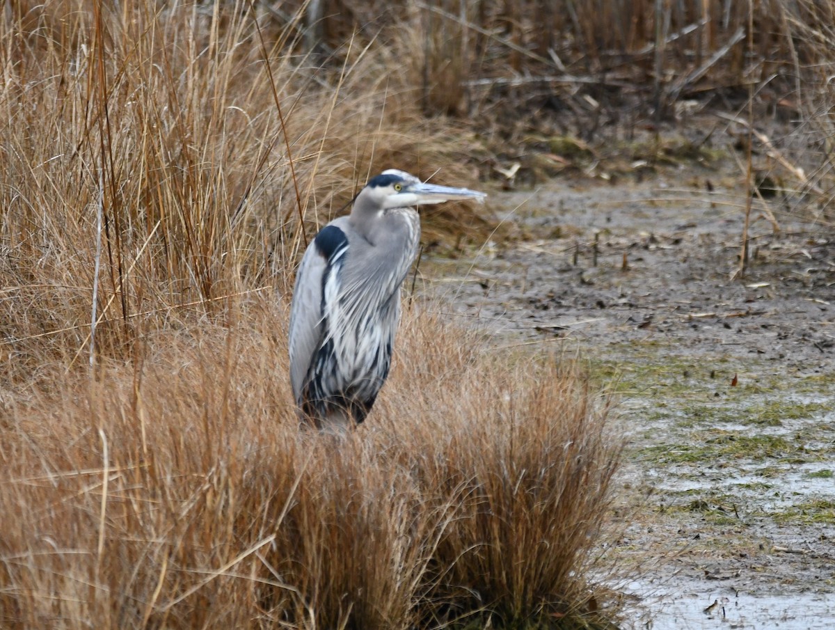 Great Blue Heron - ML647582675