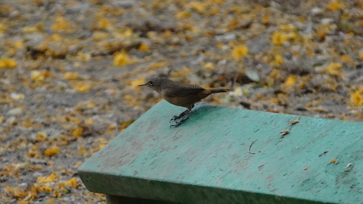 Southern House Wren - ML647582677