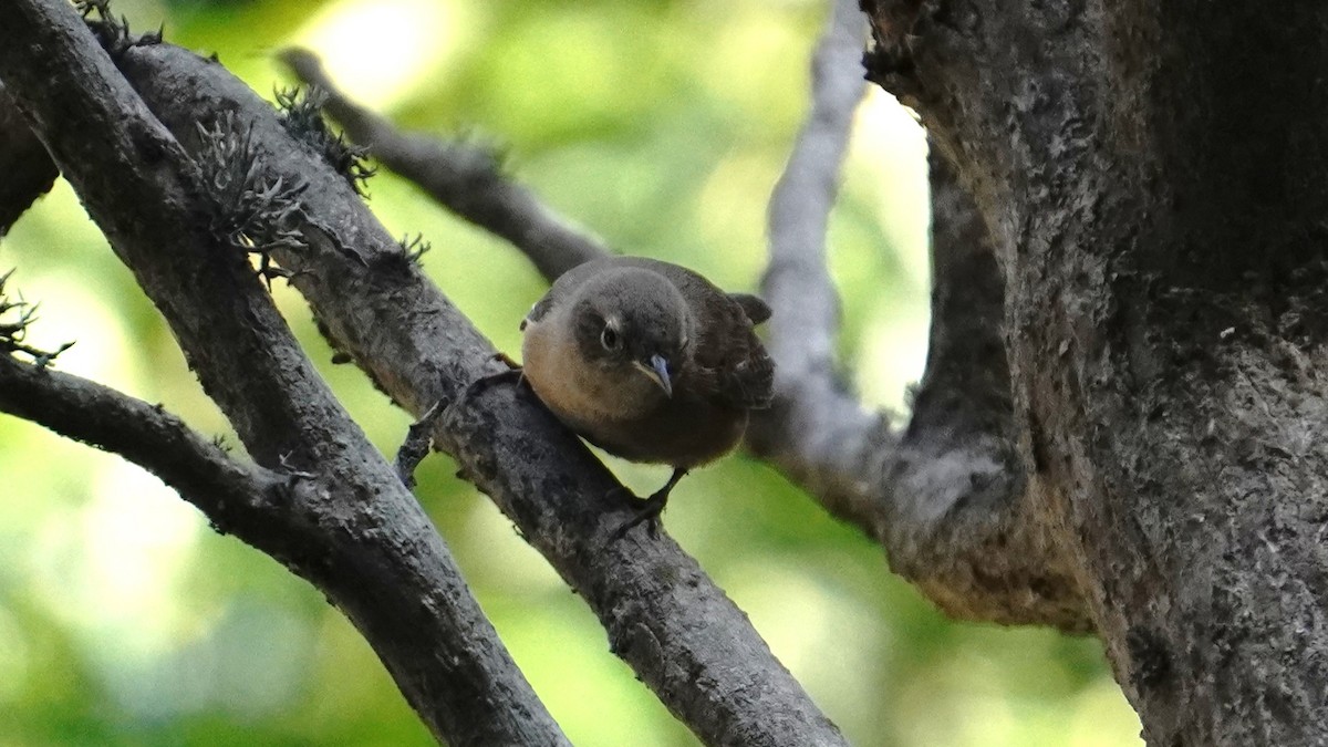 Southern House Wren - ML647582678