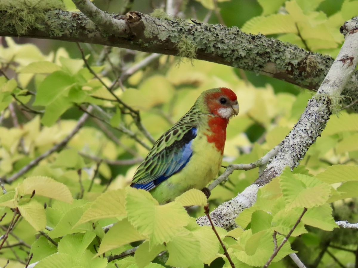 Eastern Rosella - ML647582682