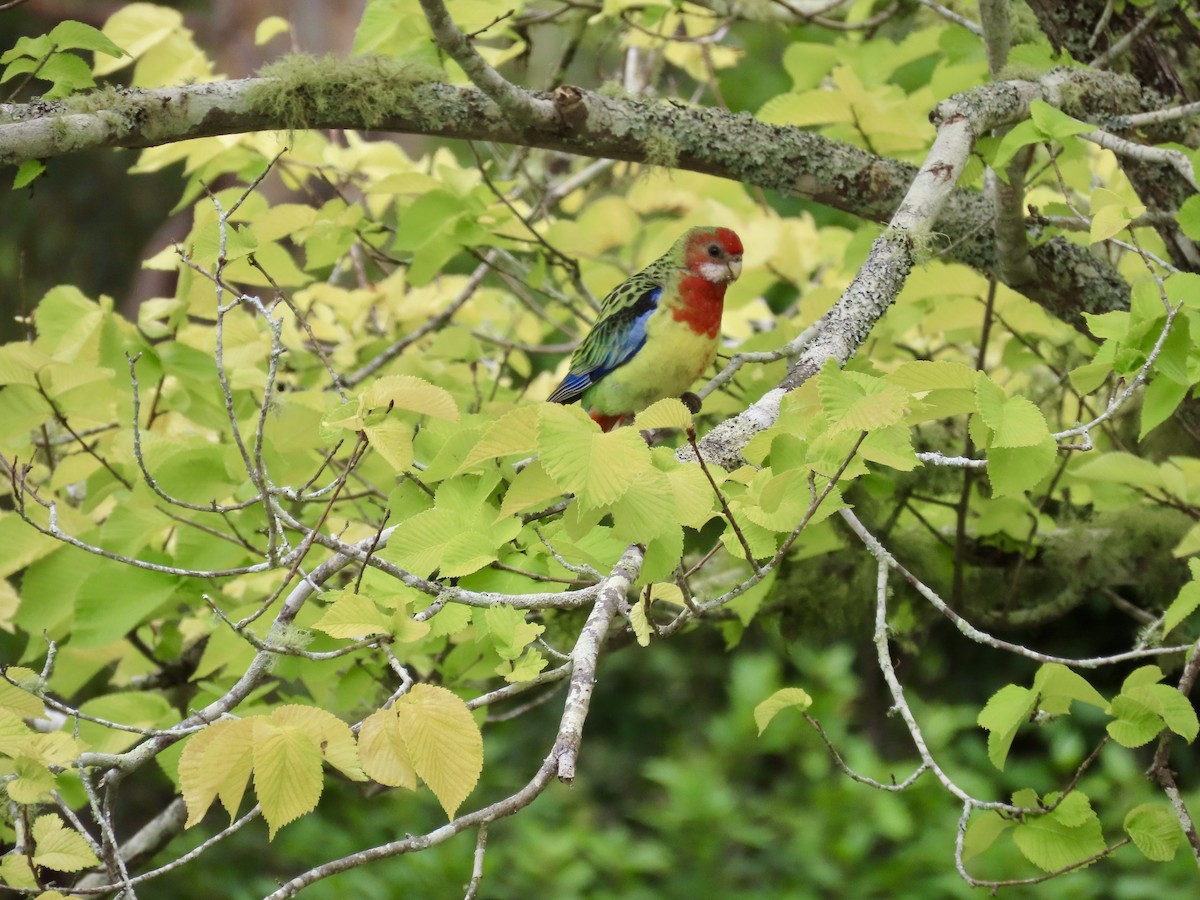 Eastern Rosella - ML647582683
