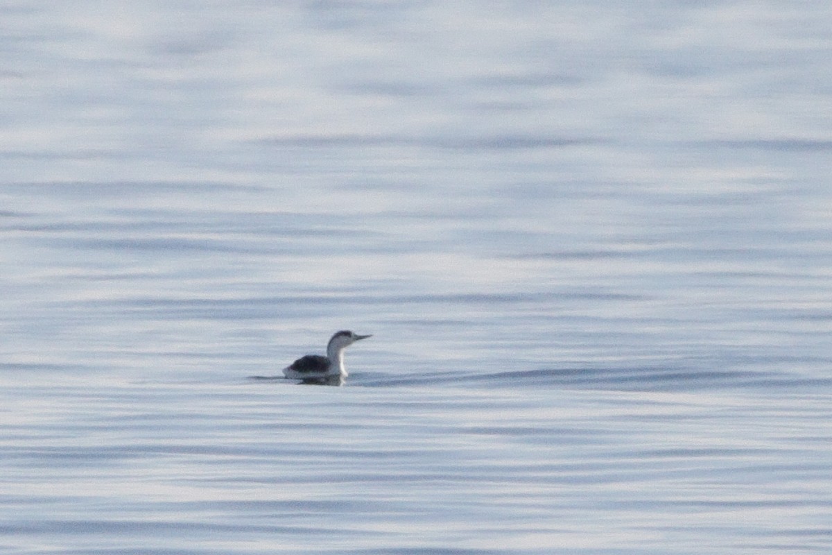 紅喉潛鳥 - ML647582707