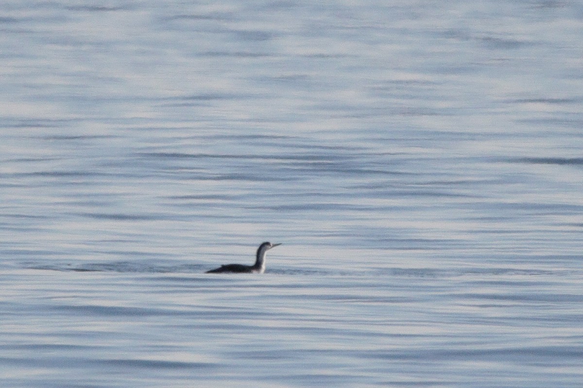 紅喉潛鳥 - ML647582709