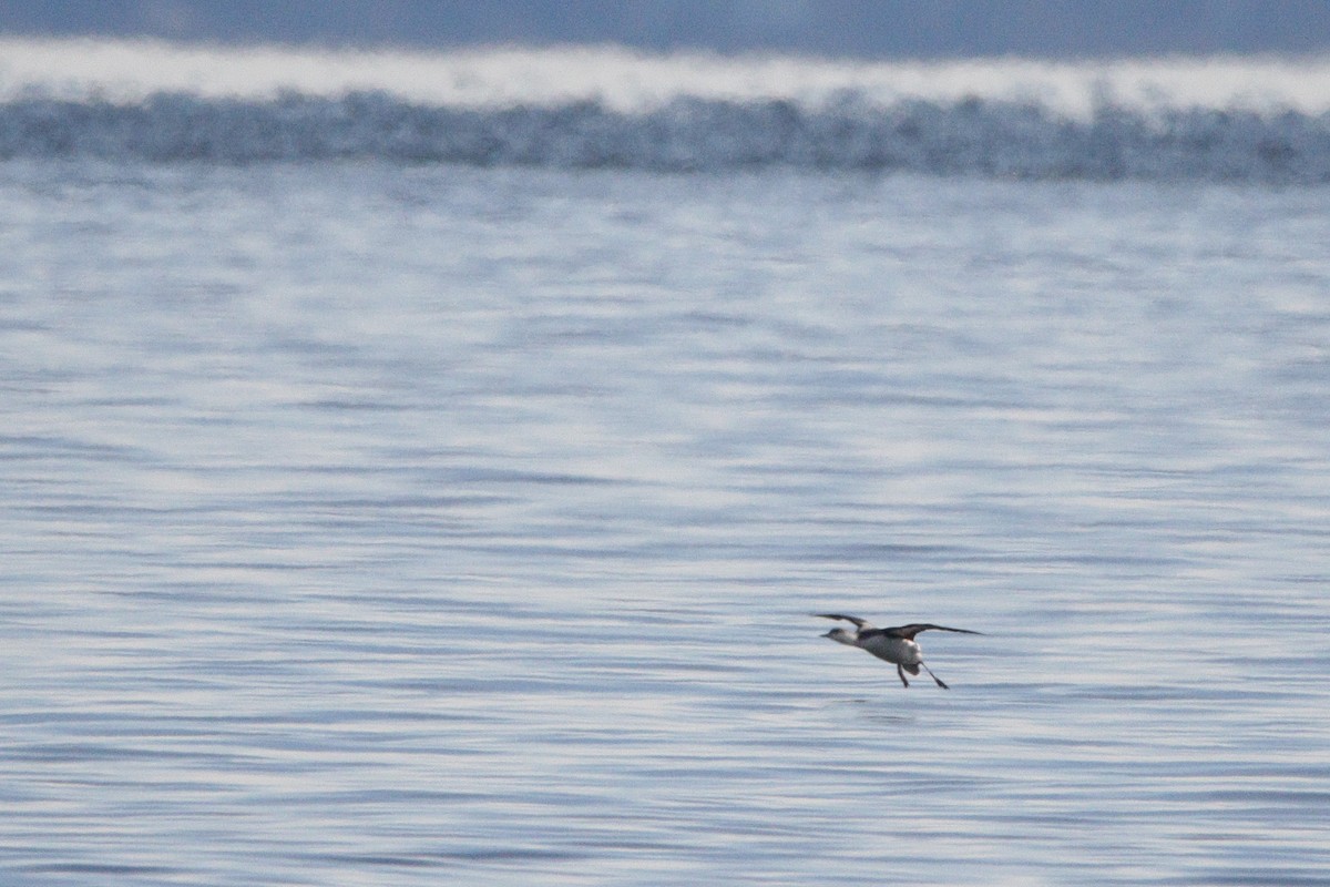 紅喉潛鳥 - ML647582710