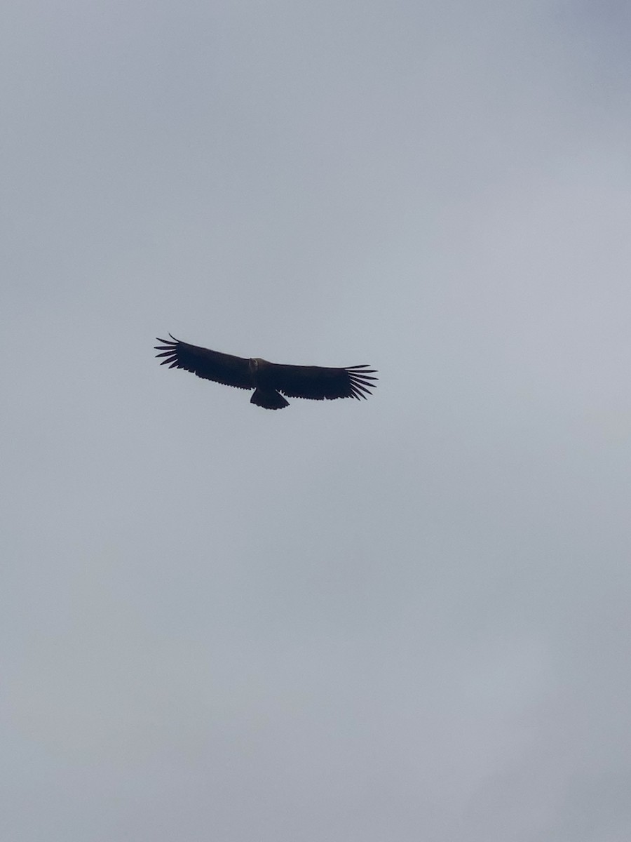 Buitre Negro - ML647582722