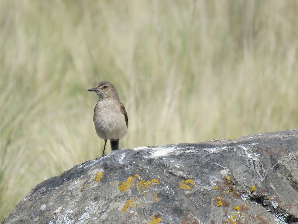 Black-billed Shrike-Tyrant - ML647582724