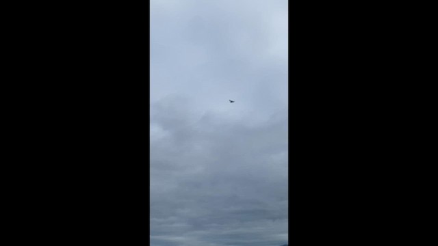 עזנייה שחורה - ML647582731