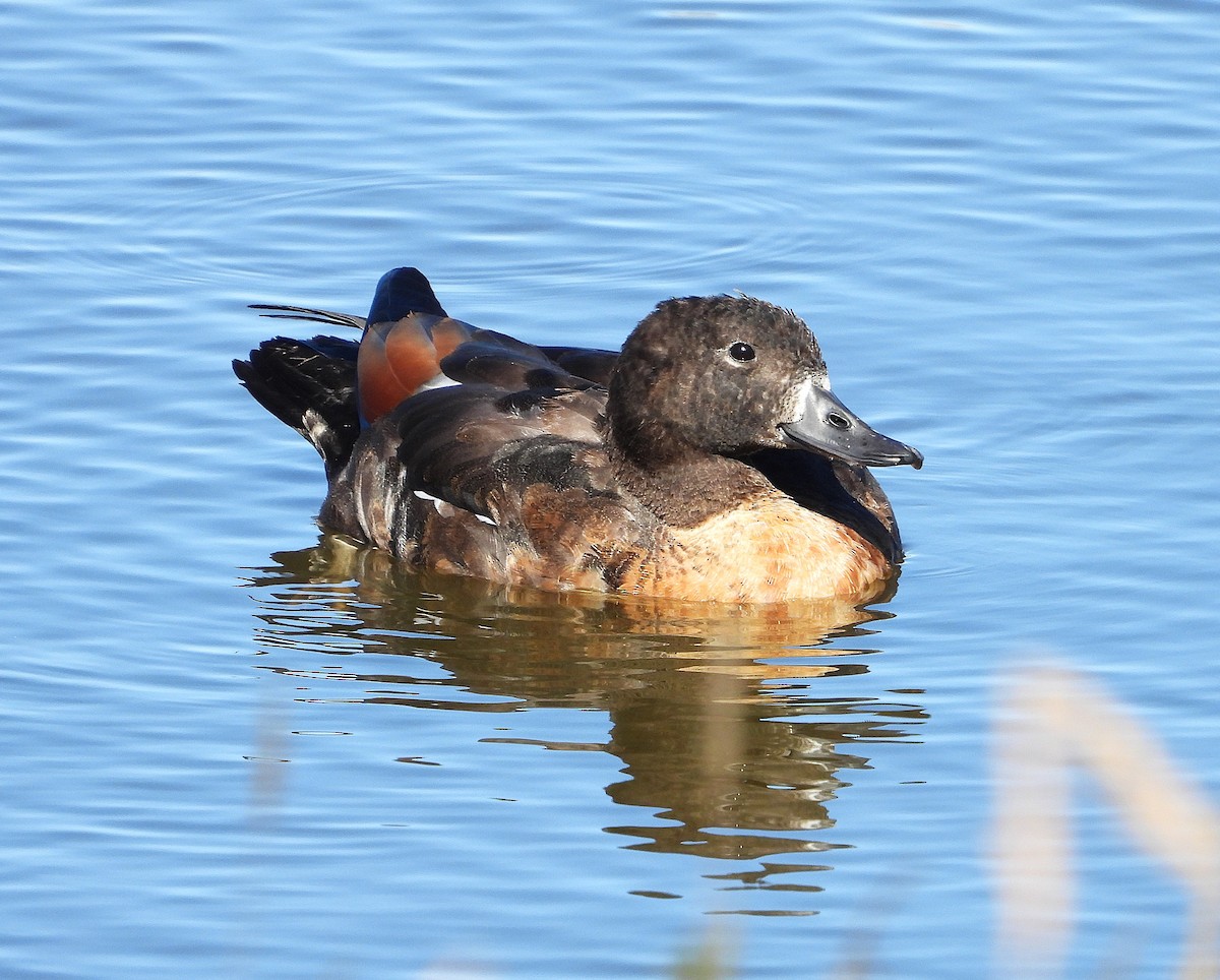 Галагаз австралійський - ML647582760
