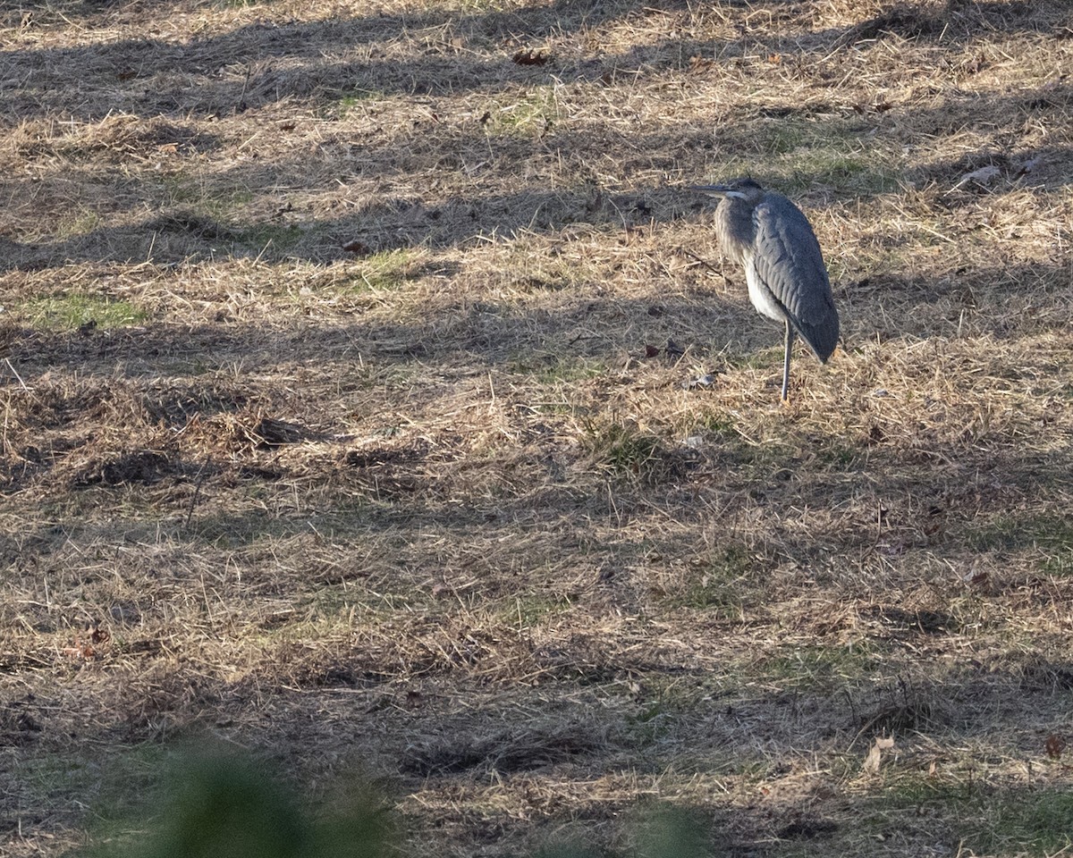 Great Blue Heron - ML647582763