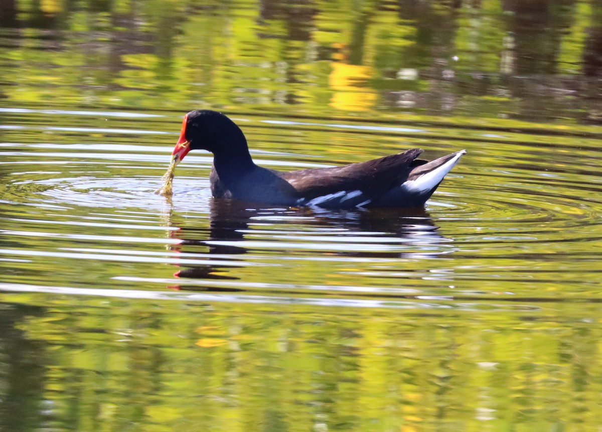 slípka americká - ML647582782