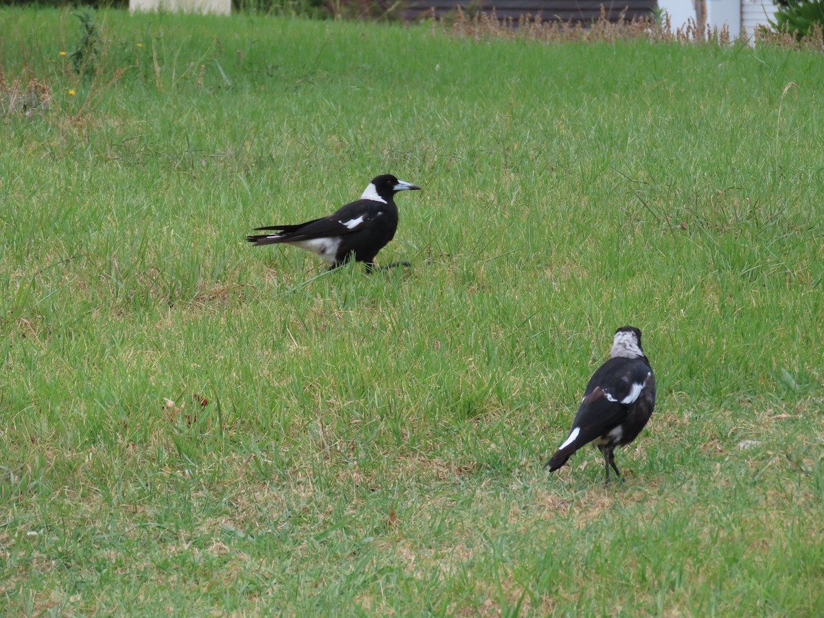 Australian Magpie - ML647582790