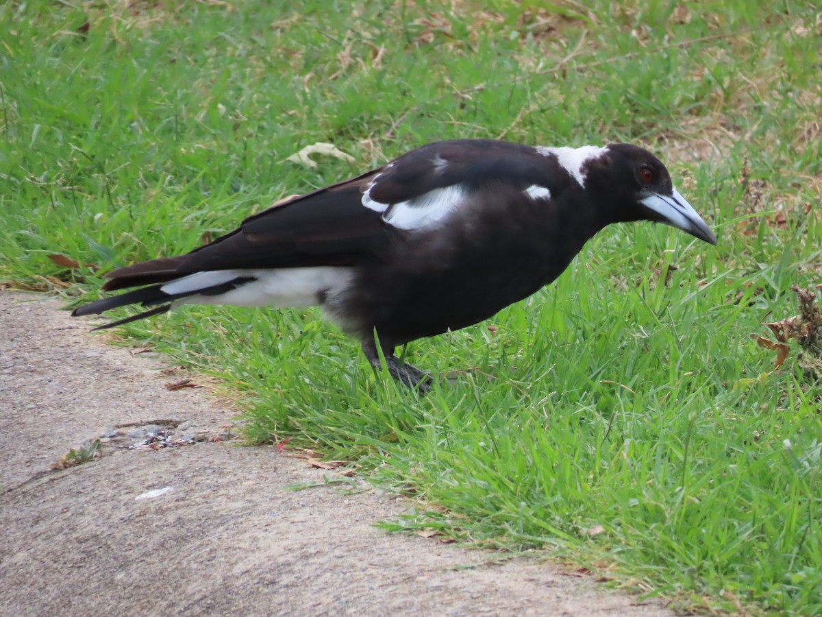 Australian Magpie - ML647582793