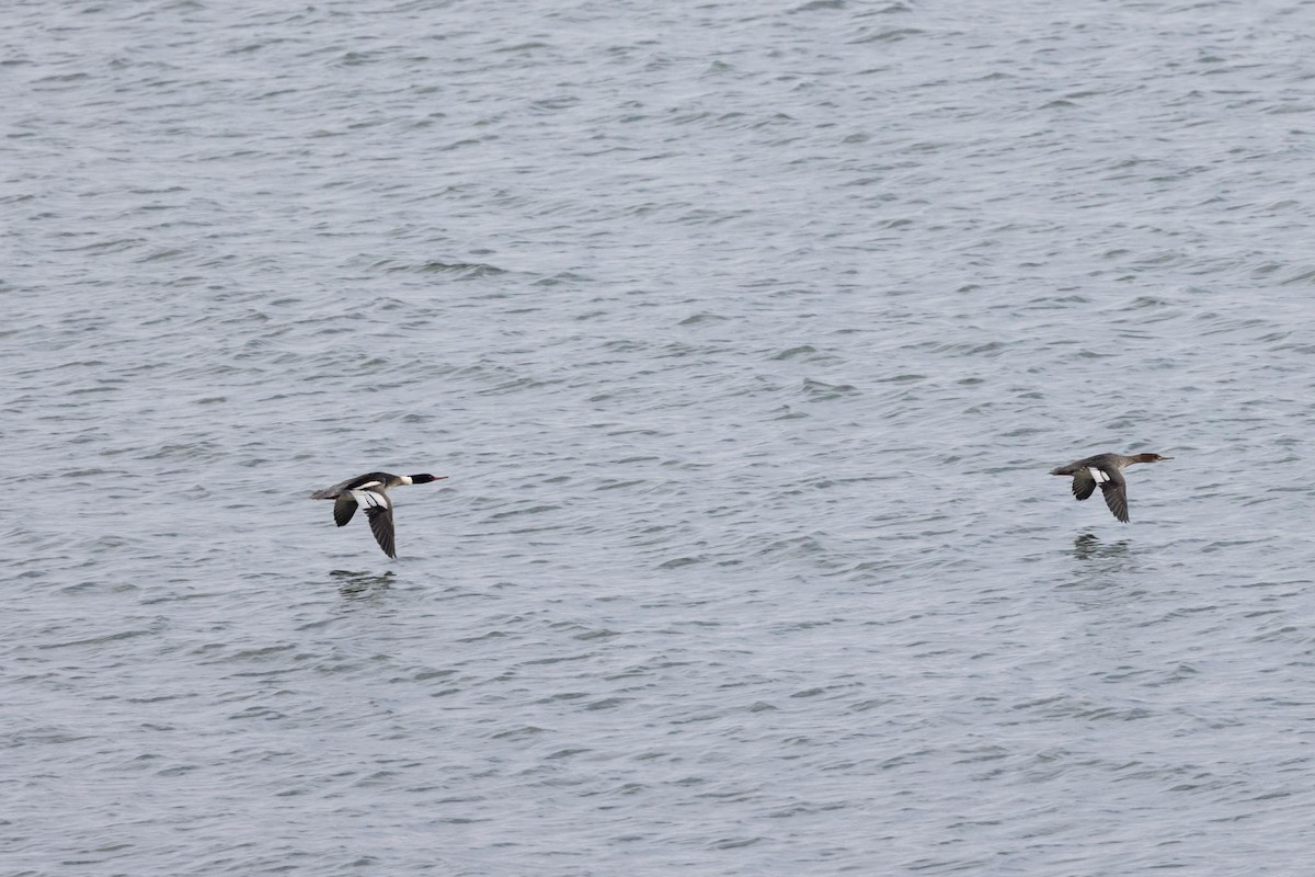 Red-breasted Merganser - ML647582799