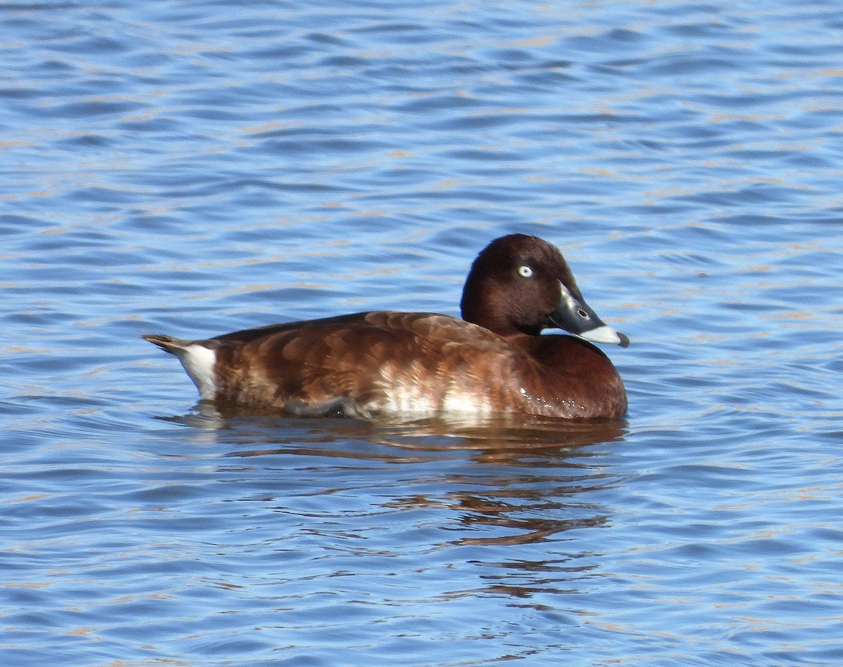 Hardhead - ML647582805