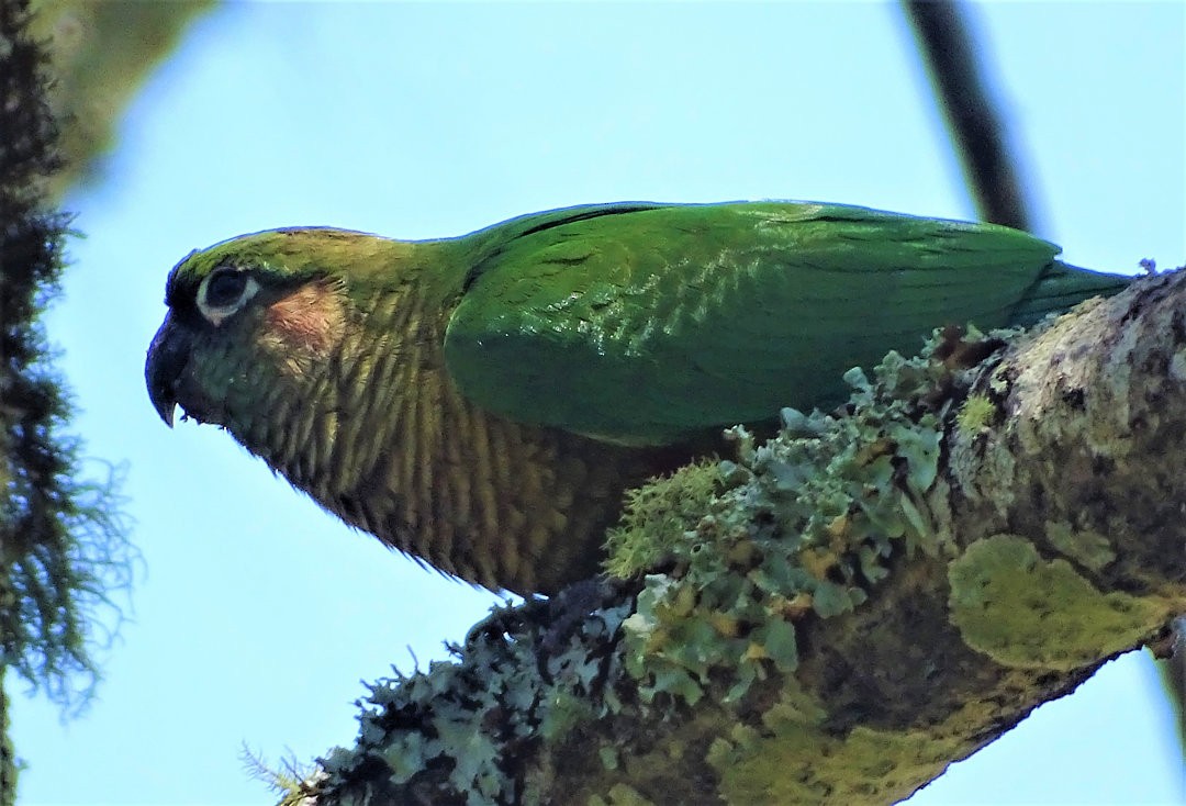 Maroon-bellied Parakeet - ML647582806