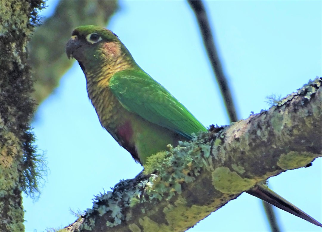 Maroon-bellied Parakeet - ML647582807