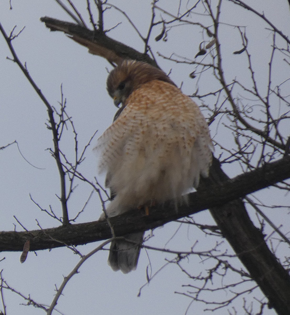 Red-shouldered Hawk - ML647582810