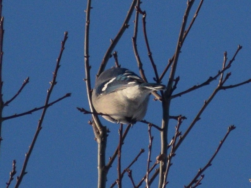 Blue Jay - ML647582813