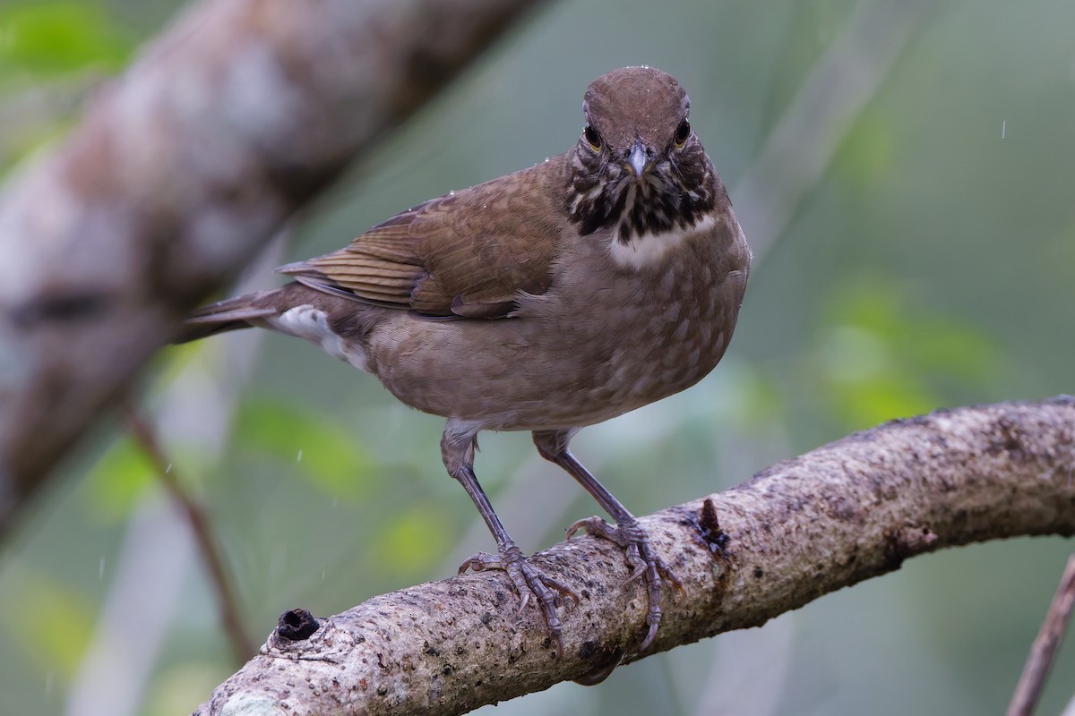 White-throated Thrush - ML647582815