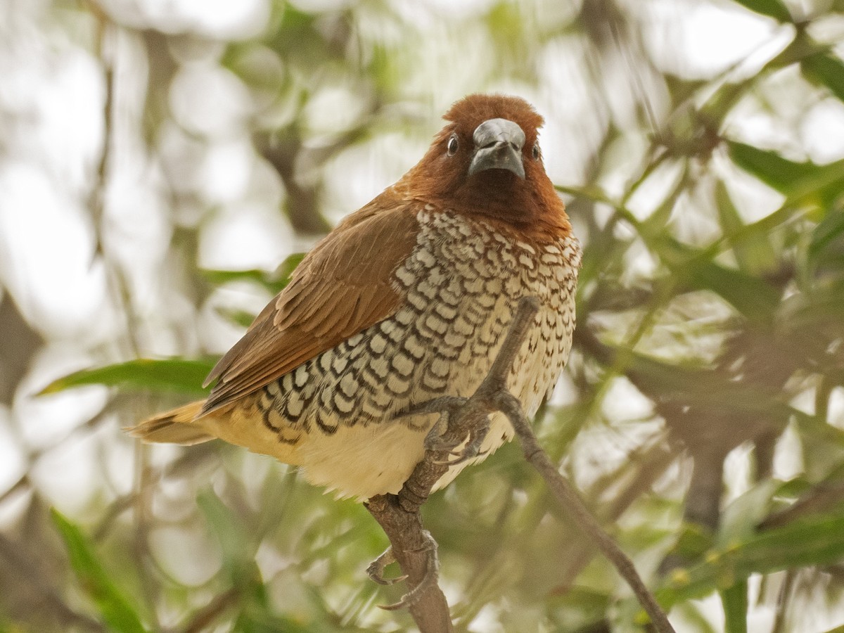 Scaly-breasted Munia - ML647582816
