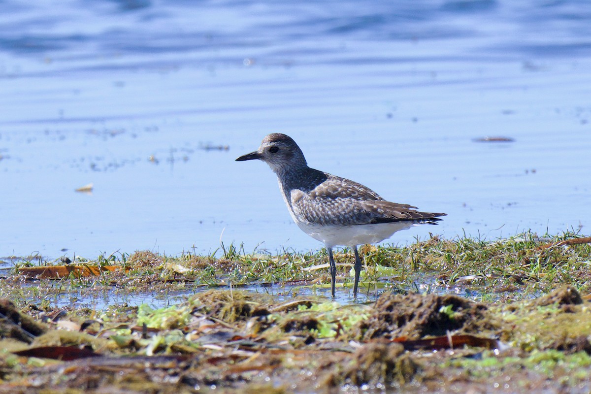 Txirri grisa - ML647582818