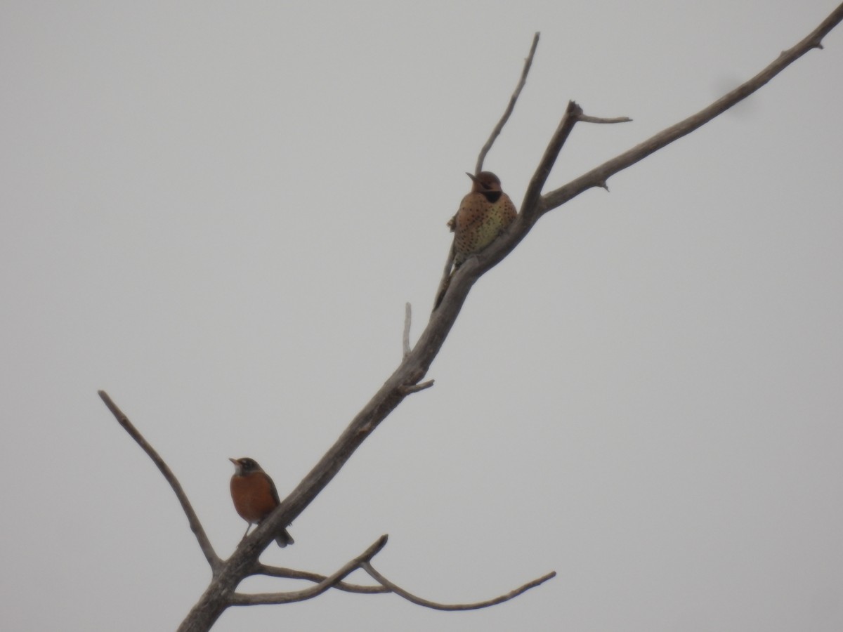 Northern Flicker - ML647582819