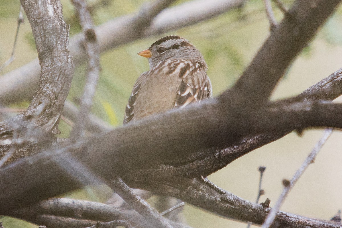 White-crowned Sparrow - ML647582820