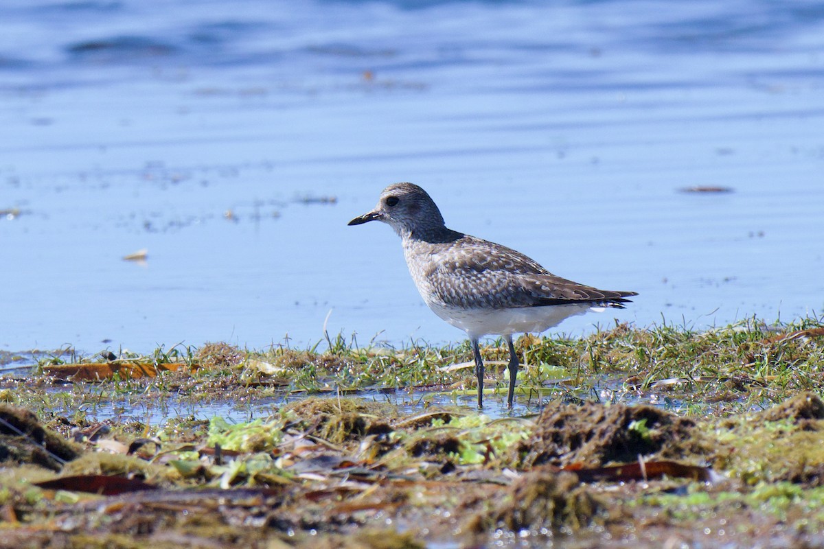 Txirri grisa - ML647582821